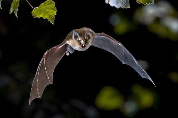 Covid pipistrelli