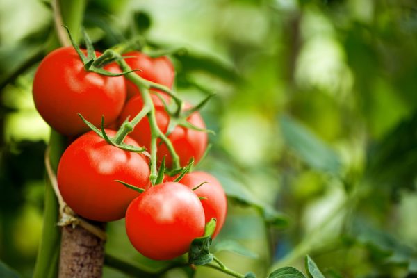 Beautiful,Red,Ripe,Heirloom,Tomatoes,Grown,In,A,Greenhouse.,Gardening