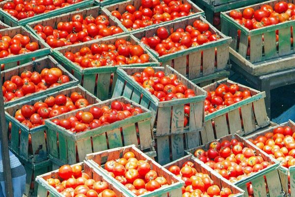 20041105 - BOLOGNA - ECO - ALIMENTARE: GARDINI, CON POMODORI CINESI SICUREZZA A RISCHIO - Un'immagine d'archivio che mostra una notevole quantita' di pomodori esposti in un mercato. Attenzione ai pomodori cinesi che, oltre a rappresentare un terzo di quelli consumati nel 2003 dagli italiani, sono un rischio per la salute a causa dell'alto contenuto di prodotti chimici con cui sono trattati e pure perche' provenienti anche da organismi geneticamente modificati. A lanciare l' allarme e' Maurizio Gardini, presidente di Conserve Italia, il maggiore gruppo europeo nella trasformazione di ortofrutticoli. ''Chiediamo che l' origine del prodotto sia dichiarata per legge nell' etichetta - ha detto a margine della presentazione dei dati di bilancio a Bologna - perche' i consumatori devono sapere se una passata e' stata ottenuta da pomodoro fresco italiano oppure e' una diluizione in acqua di concentrato di pomodoro proveniente dalla Cina o dalla Turchia.    VALDRIN XHEMAJ/ANSA-ARCHIVIO/TO