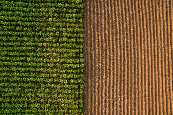 Aerial,View,;,Rows,Of,Soil,Before,Planting.furrows,Row,Pattern