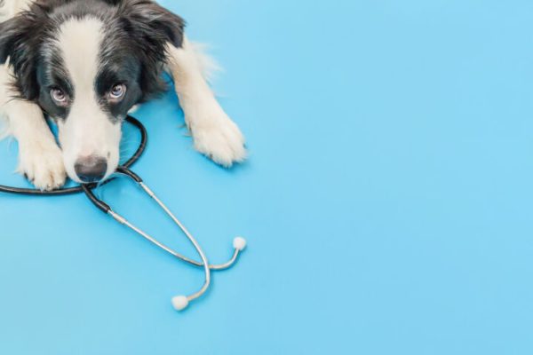 Puppy,Dog,Border,Collie,And,Stethoscope,Isolated,On,Blue,Background.