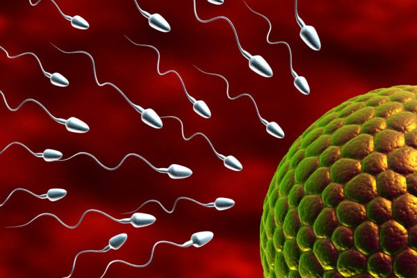 Sperm,With,Egg.,3d,Render