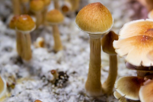 funghi allucinogeni depressione