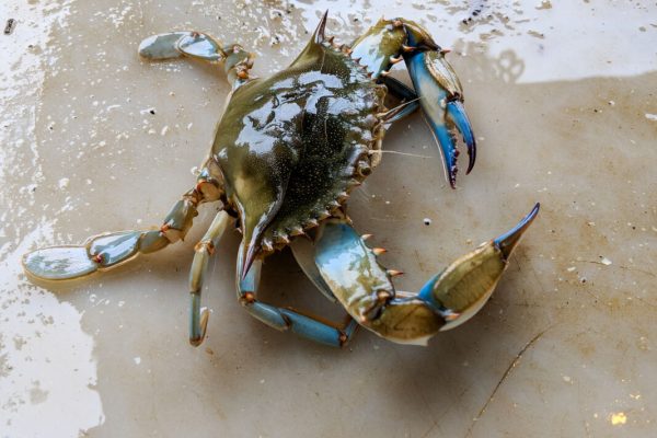 Maryland,Blue,Crabs,-,Steamed,Crabs