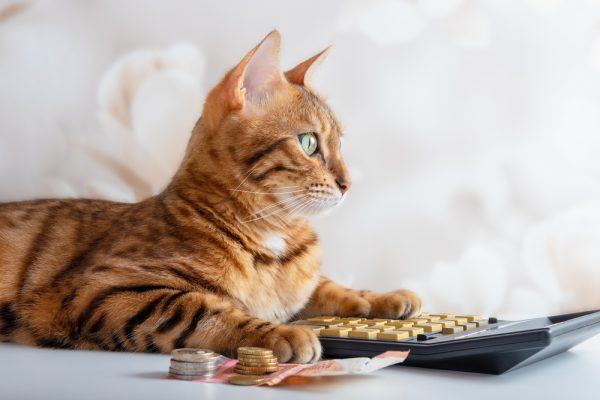 Bengal,Cat,Counts,On,A,Calculator,,Manage,Family,Budget,,Pay