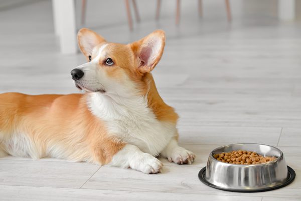 animali cani pet