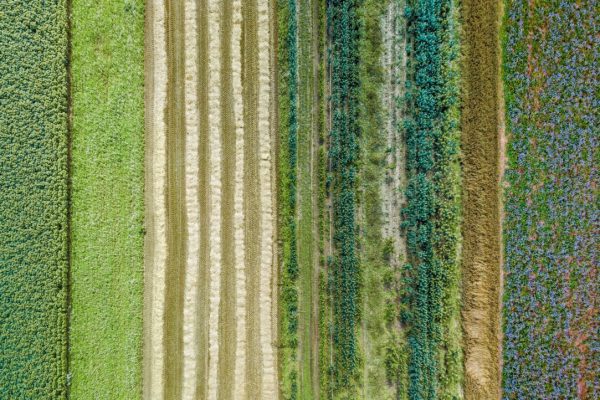 Aerial,Drone,Image,Of,Fields,With,Diverse,Crop,Growth,Based