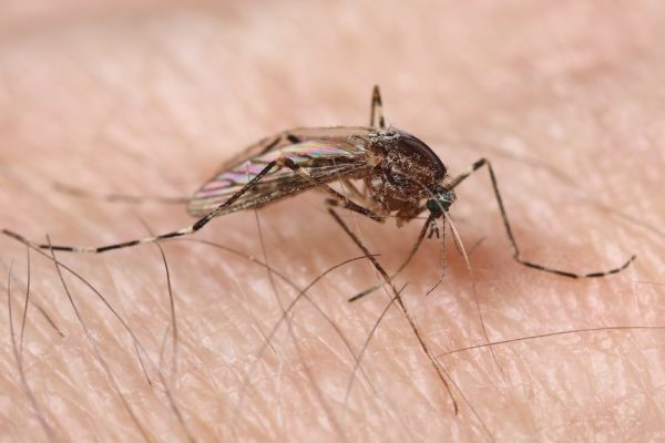 zanzara West Nile Virus
