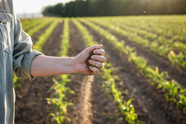 Drought,In,Agricultural,Field.,Farmer,Holding,Dry,Soil,In,Hand