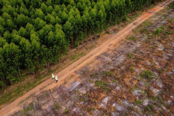 Biodiversit&agrave; investimento
