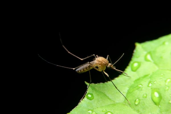 West nile virus zanzara