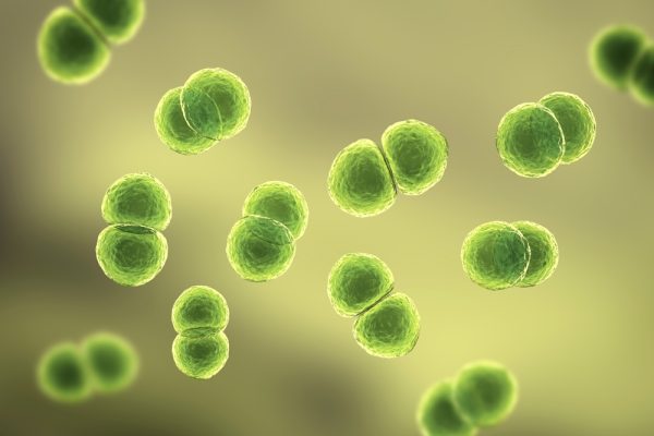 pneumococco