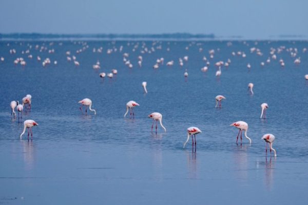 fenicotteri invecchiamento