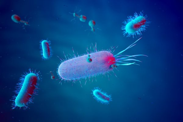 virus batteriofagi
