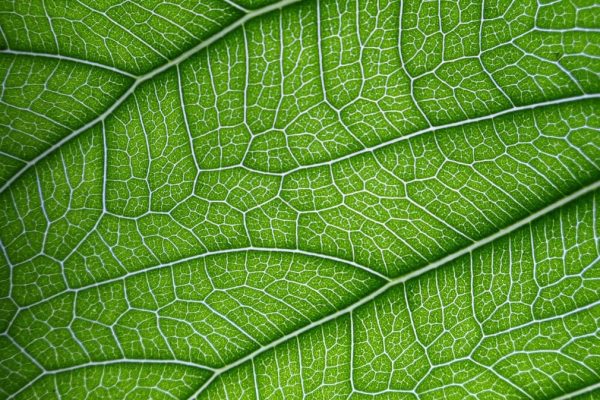Atmosmart &egrave; un dispositivo per l'agritech che replica il comportamento delle foglie.