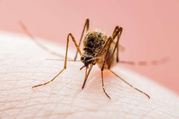 west Nile virus