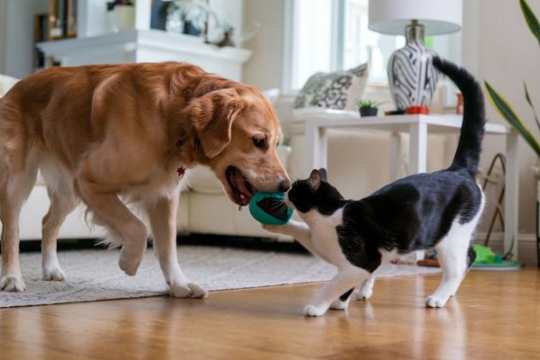 cani e gatti