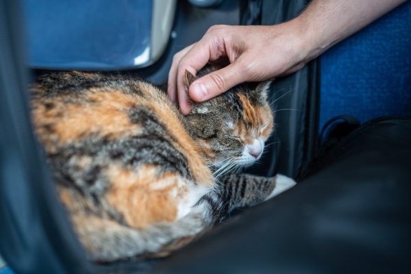 tatto pelliccia gatto