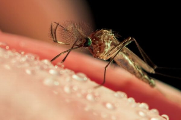West Nile virus zanzare