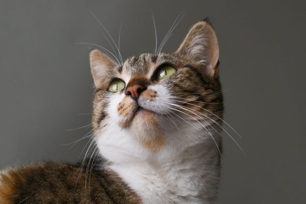 gatti