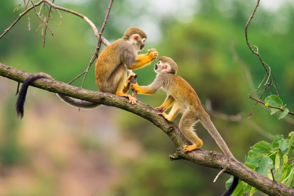 Two,Common,Squirrel,Monkeys,(saimiri,Sciureus),Playing,On,A,Tree