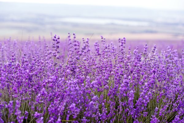 Long Covid lavanda