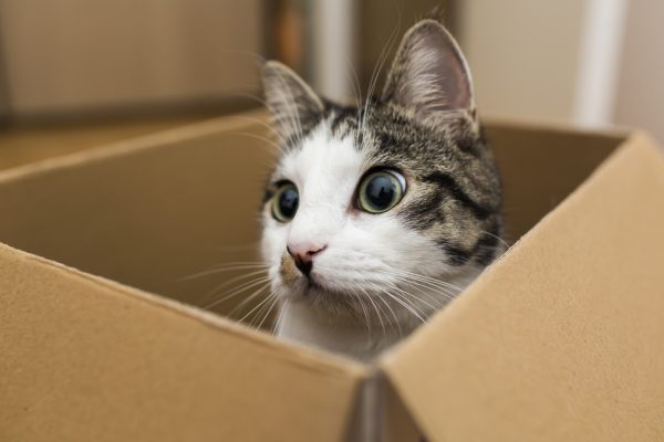 gatti