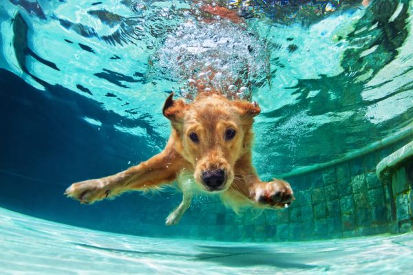 Underwater,Funny,Photo,Of,Golden,Labrador,Retriever,Puppy,In,Swimming