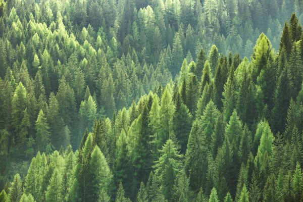 sostenibilità clima foreste forestry cdp carbon disclosure project