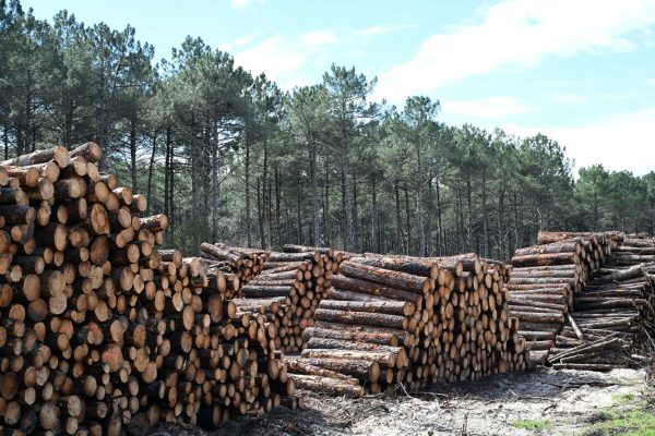 epa10530070 Twigs and trunks of trees collected to be treated in a sawmill during the cleaning of the ground and the trees of the forest of La Teste in order to avoid new forest fires this summer, in the south-west of France, 18 March 2023. The Gironde department southwest France is taking precautionary measures and boosting surveillance equipment to avoid forest fires this summer after huge fires last year destroyed thousands of hectares and forced the evacuation of thousands of people.  EPA/CAROLINE BLUMBERG