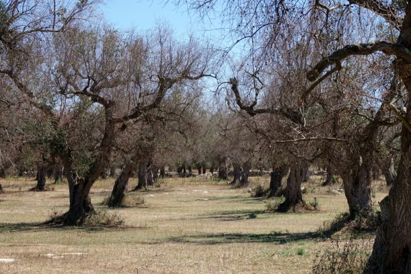 xylella