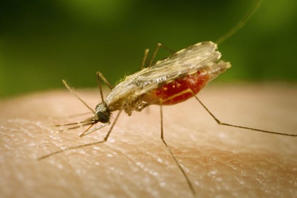 zanzara malaria